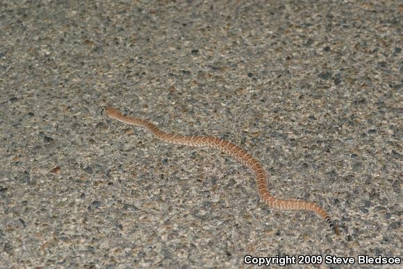 Red Diamond Rattlesnake (Crotalus ruber ruber)