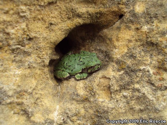 Gray Treefrog (Hyla versicolor)