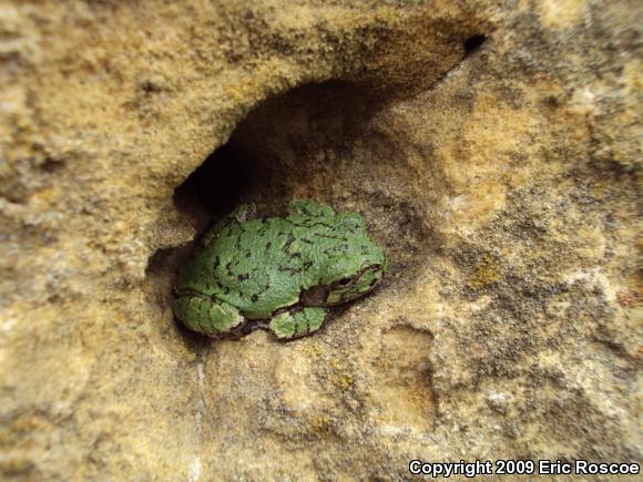 Gray Treefrog (Hyla versicolor)