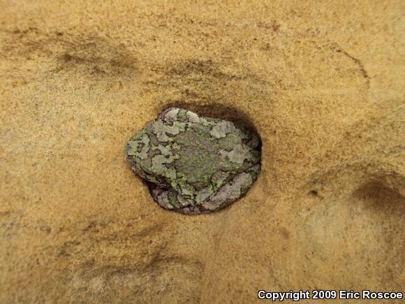 Gray Treefrog (Hyla versicolor)