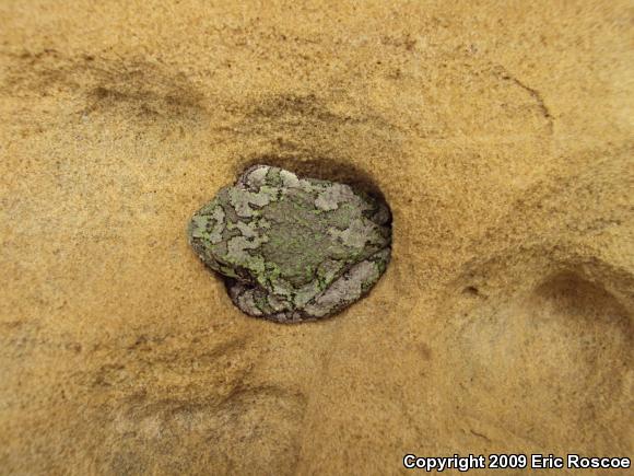 Gray Treefrog (Hyla versicolor)