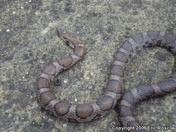 Eastern Milksnake (Lampropeltis triangulum triangulum)