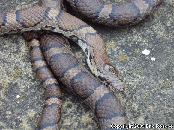 Eastern Milksnake (Lampropeltis triangulum triangulum)