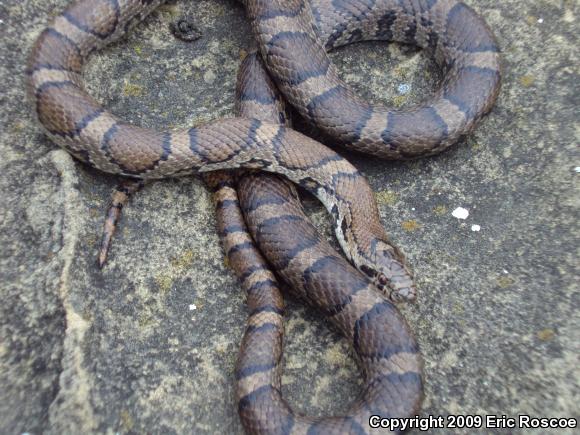 Eastern Milksnake (Lampropeltis triangulum triangulum)