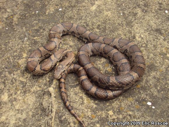 Eastern Milksnake (Lampropeltis triangulum triangulum)