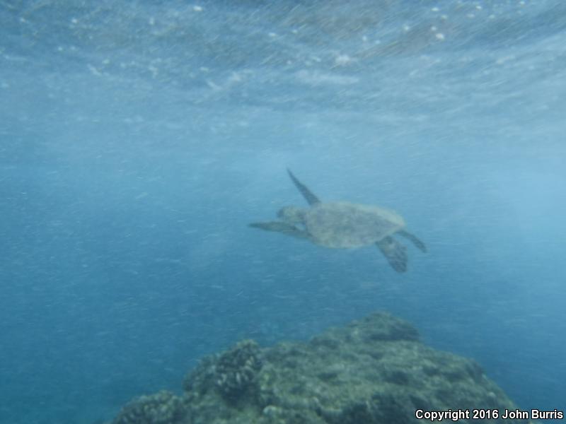 Green Sea Turtle (Chelonia mydas)