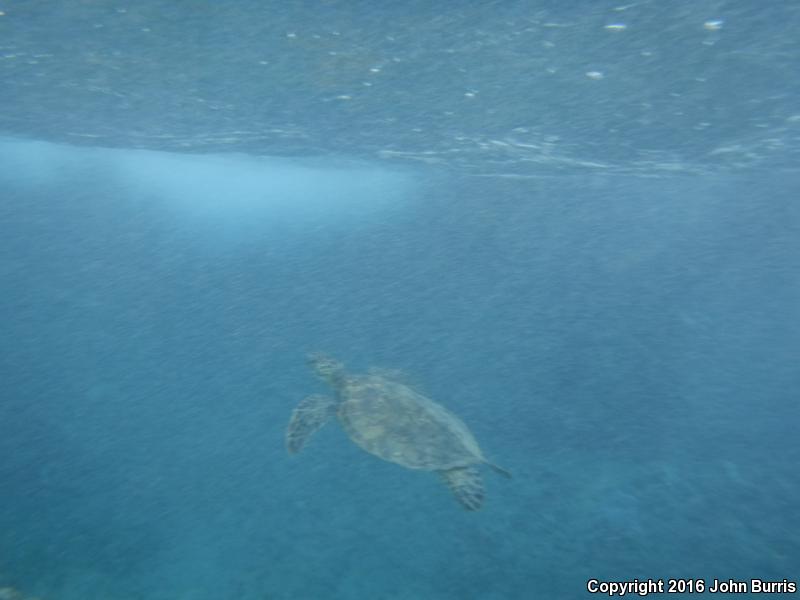 Green Sea Turtle (Chelonia mydas)