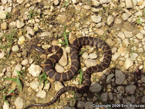 Northern Watersnake (Nerodia sipedon sipedon)