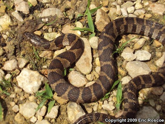 Northern Watersnake (Nerodia sipedon sipedon)