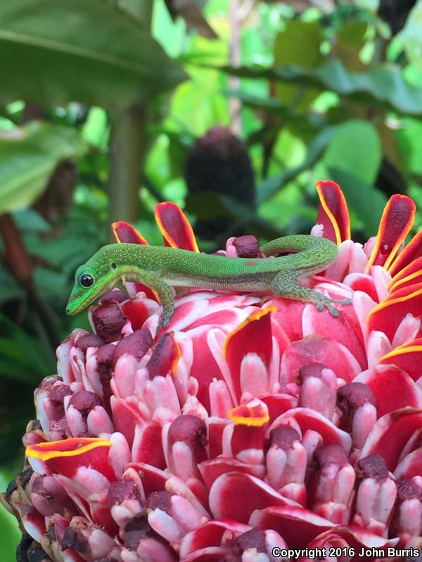 Gold Dust Day Gecko (Phelsuma laticauda)