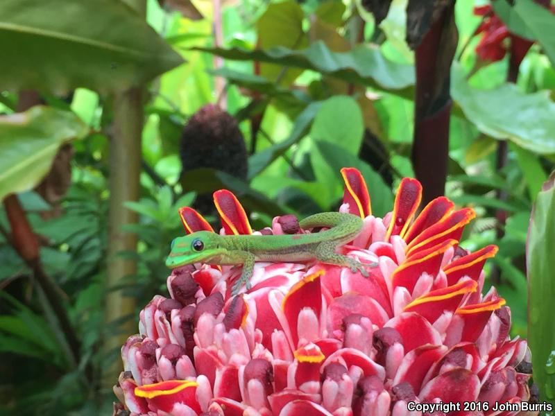 Gold Dust Day Gecko (Phelsuma laticauda)