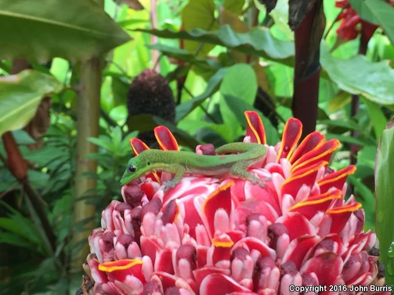 Gold Dust Day Gecko (Phelsuma laticauda)