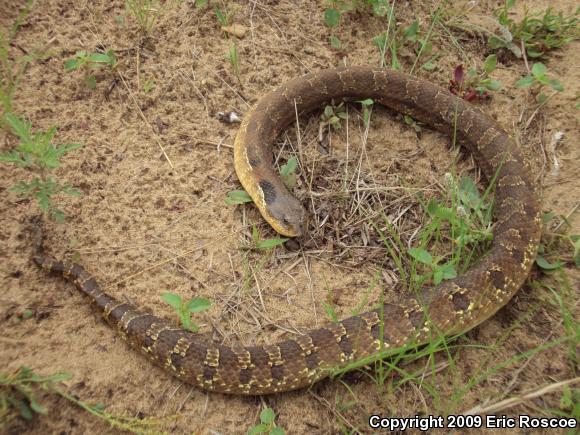 Eastern Hog-nosed Snake (Heterodon platirhinos)