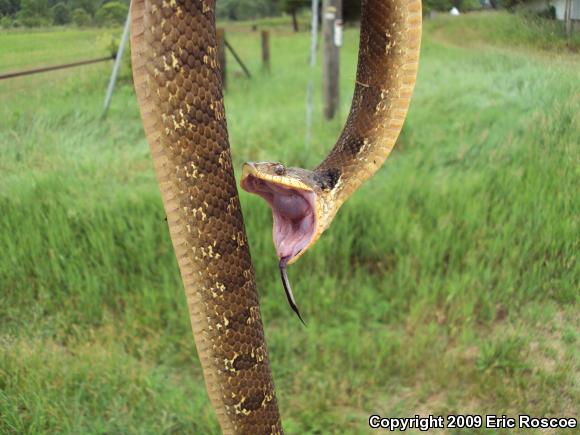 Eastern Hog-nosed Snake (Heterodon platirhinos)