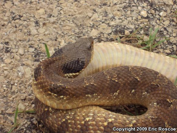 Eastern Hog-nosed Snake (Heterodon platirhinos)