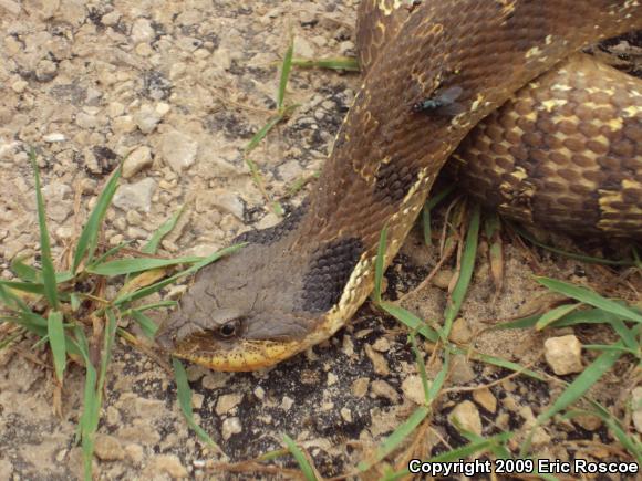 Eastern Hog-nosed Snake (Heterodon platirhinos)