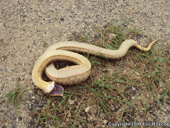 Eastern Hog-nosed Snake (Heterodon platirhinos)