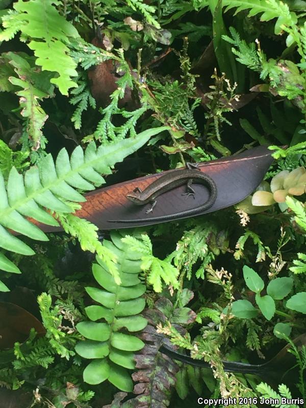 Plague Skink (Lampropholis delicata)