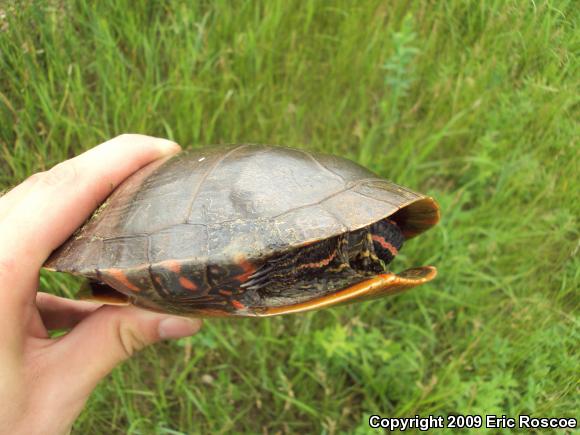 Painted Turtle (Chrysemys picta)