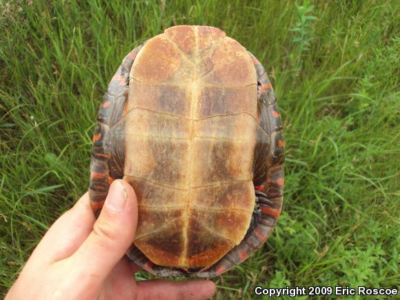 Painted Turtle (Chrysemys picta)