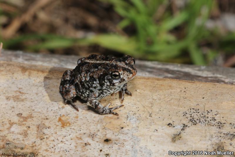 Oak Toad (Anaxyrus quercicus)