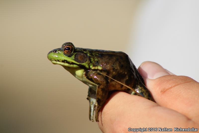 Mink Frog (Lithobates septentrionalis)