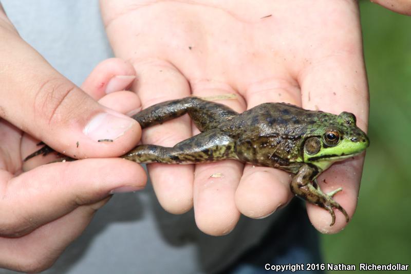 Mink Frog (Lithobates septentrionalis)