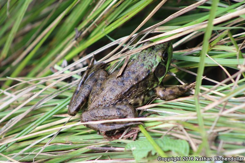 Mink Frog (Lithobates septentrionalis)