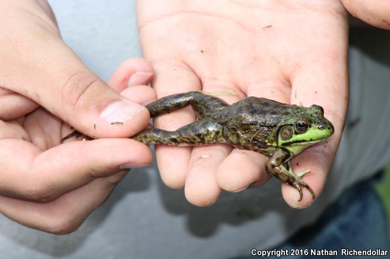 Mink Frog (Lithobates septentrionalis)