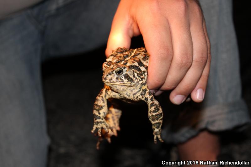 Eastern American Toad (Anaxyrus americanus americanus)