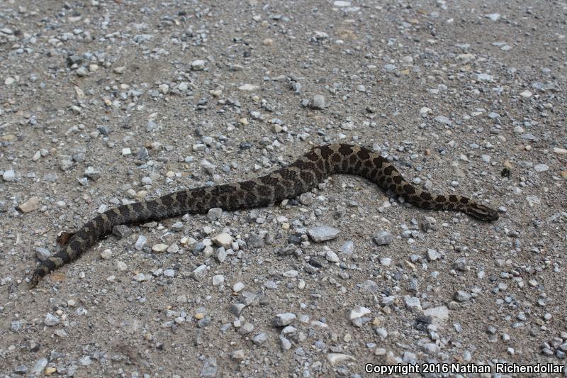 Eastern Massasauga (Sistrurus catenatus catenatus)