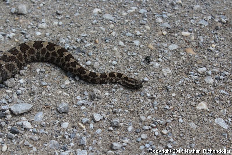 Eastern Massasauga (Sistrurus catenatus catenatus)