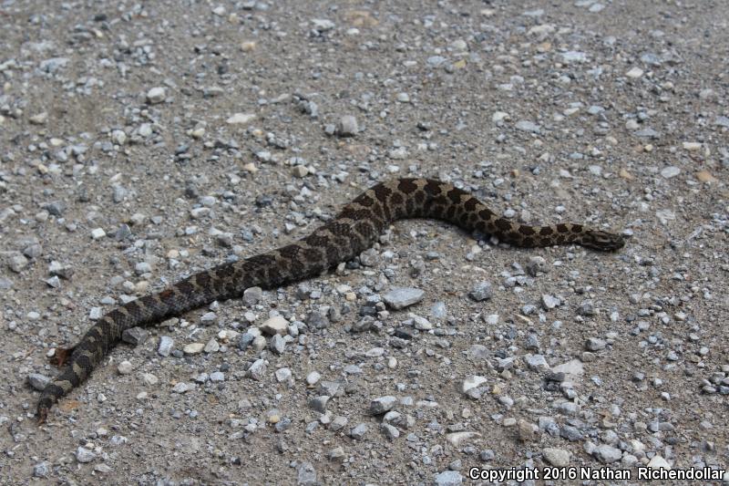 Eastern Massasauga (Sistrurus catenatus catenatus)