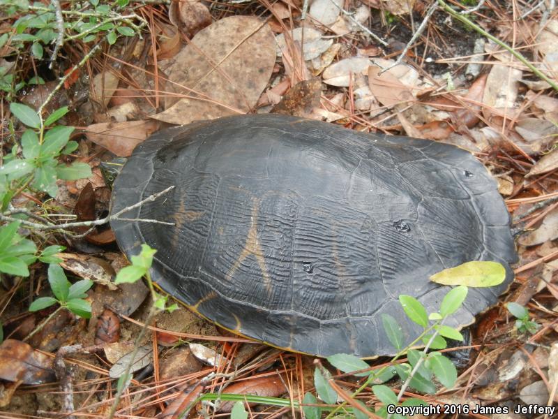 Coastal Plain Cooter (Pseudemys concinna floridana)