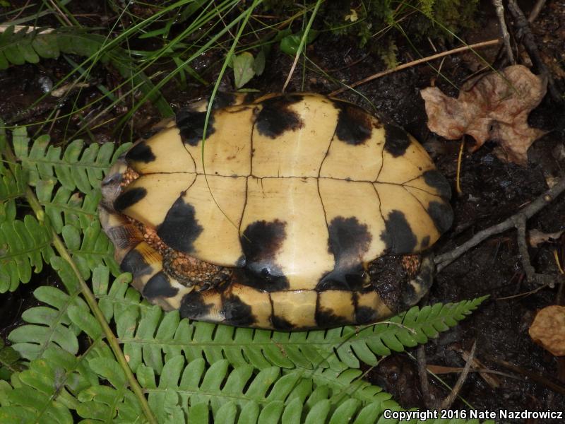 Wood Turtle (Glyptemys insculpta)