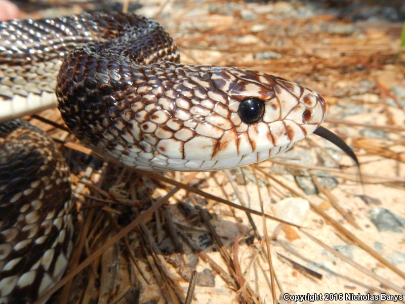 Florida Pinesnake (Pituophis melanoleucus mugitus)