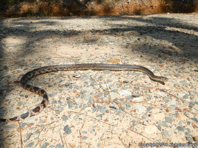 Florida Pinesnake (Pituophis melanoleucus mugitus)