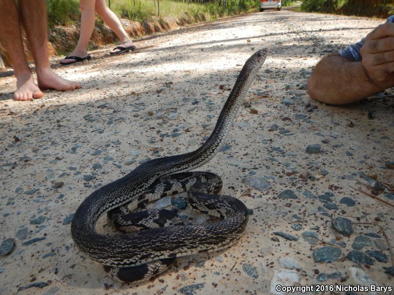 Florida Pinesnake (Pituophis melanoleucus mugitus)