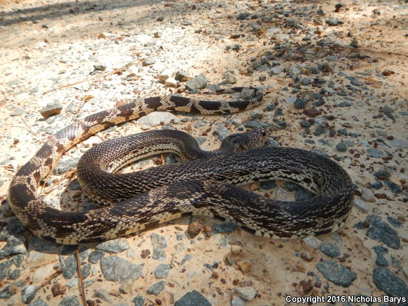 Florida Pinesnake (Pituophis melanoleucus mugitus)