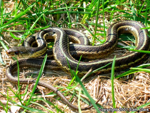 Eastern Gartersnake (Thamnophis sirtalis sirtalis)