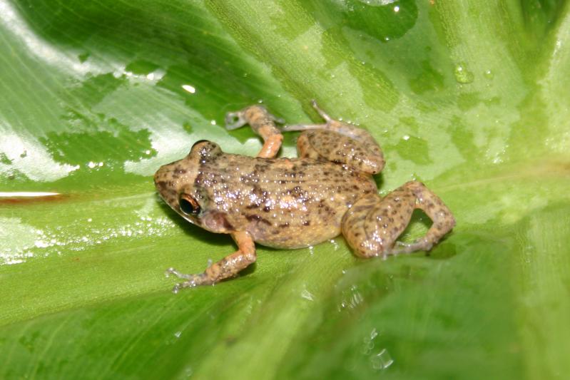 Greenhouse Frog (Eleutherodactylus planirostris)