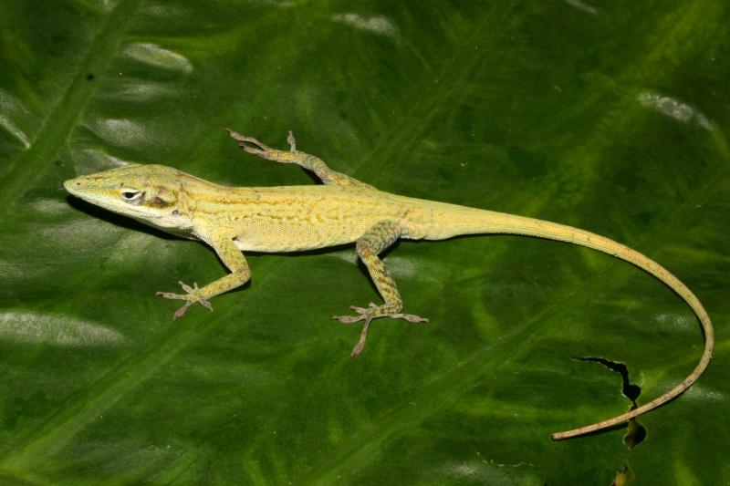 Cuban Green Anole (Anolis porcatus)