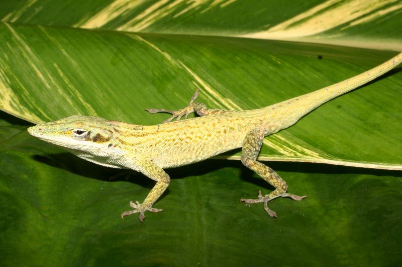 Cuban Green Anole (Anolis porcatus)