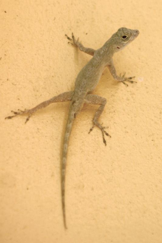 Bark Anole (Anolis distichus)