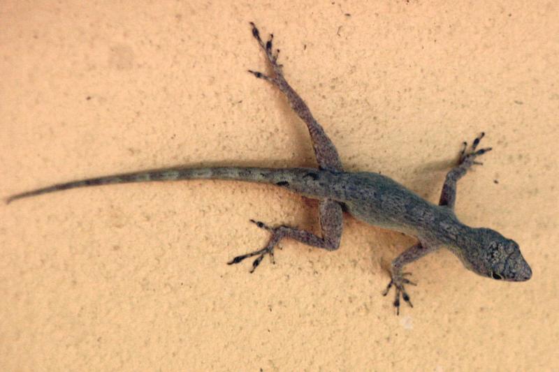 Bark Anole (Anolis distichus)