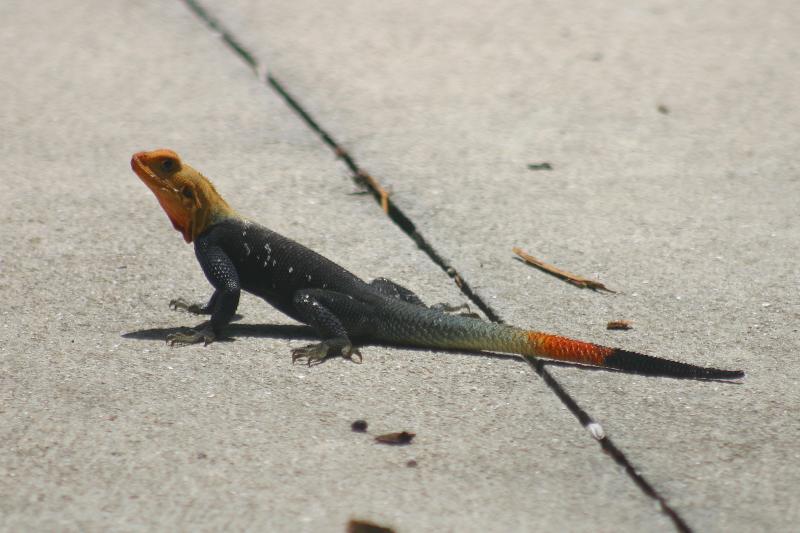 West African Rainbow Lizard (Agama agama africana)