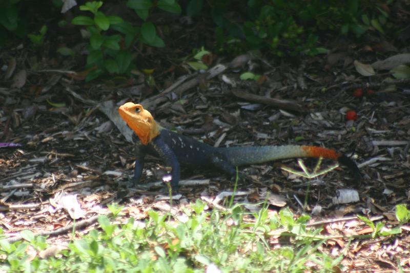 West African Rainbow Lizard (Agama agama africana)