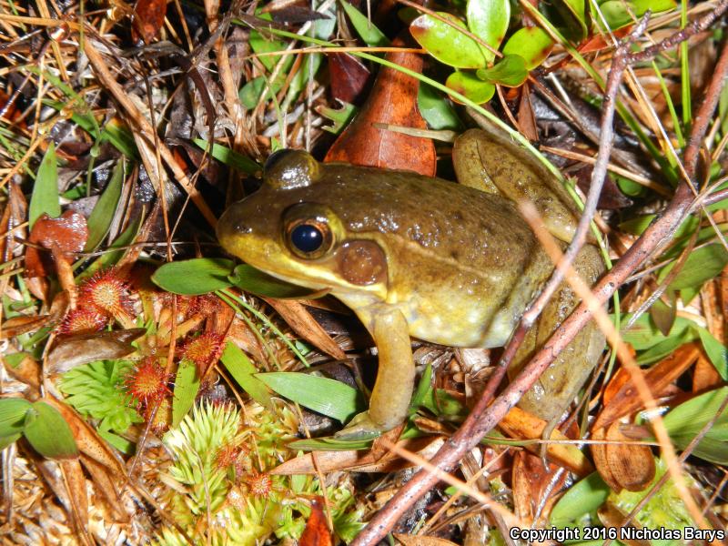 Florida Bog Frog (Lithobates okaloosae)