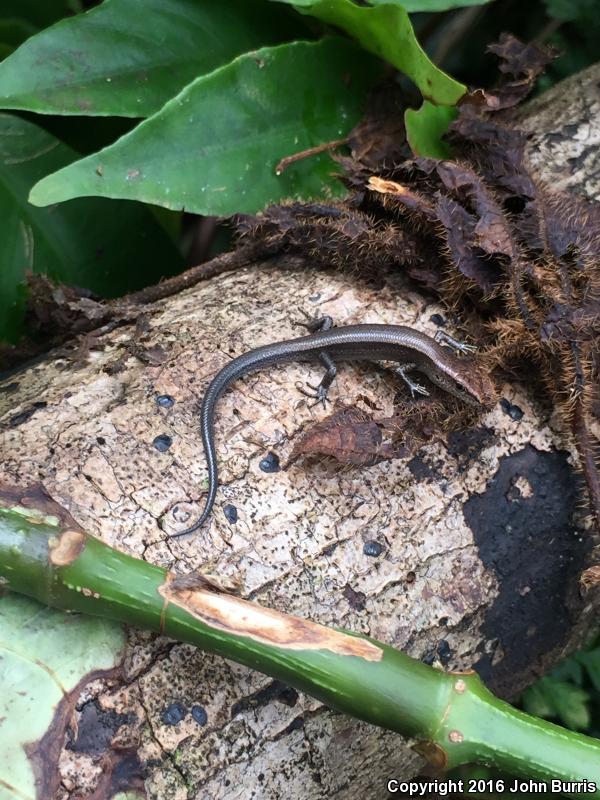 Plague Skink (Lampropholis delicata)