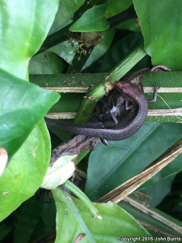 Plague Skink (Lampropholis delicata)